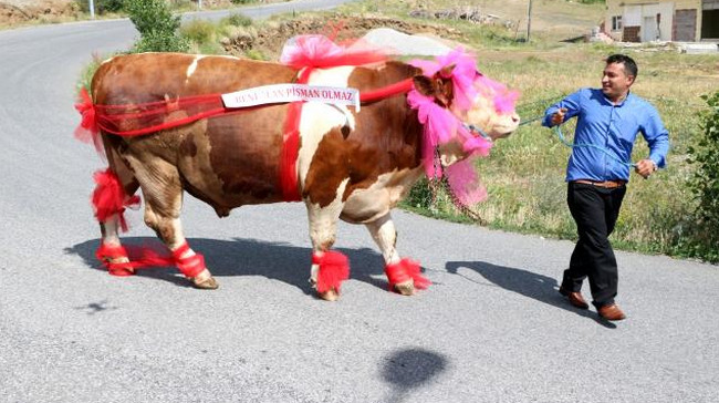 Qurbanlıq heyvanı maşın qiymətinə satırlar