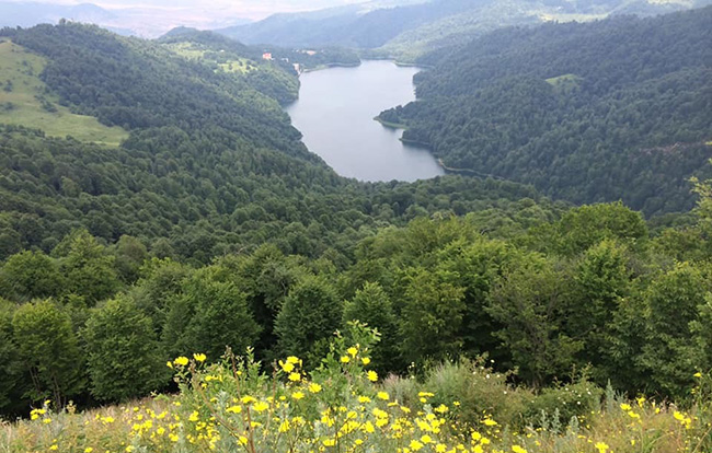 &Ouml;lkənin genetik xəzinəsi olan flora və fauna qa&ccedil;aqmal&ccedil;ılığı - nələri oğurlayırlar?