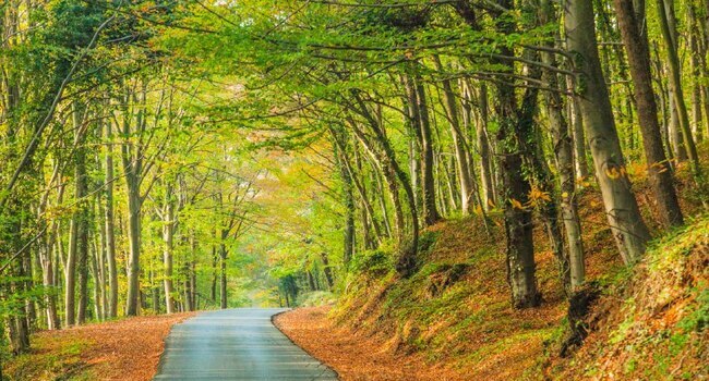 İstanbul və ətrafında ən yaxşı trekking marşrutları
