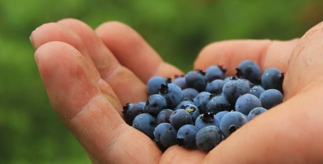 Vitamin, kalium, sink, fol turşusu, dəmir, liflə zəngin qaragilə insan sağlamlığına necə təsir edir? - Video