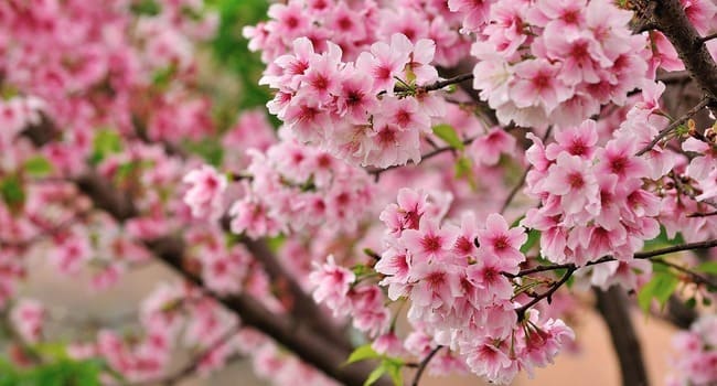 Oyanış, mənəvi maarifləndirmə anlamı daşıyan sakura hərbi şərəf simvoluna və milli &ccedil;i&ccedil;əyə &ccedil;evrilib - Video