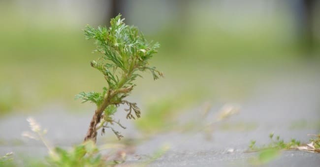 &Ccedil;i&ccedil;əyi də, yarpağı da dərman... "Tanrı ağacı" kimi tanınan yovşan insan sağlamlığına necə təsir edir? - Video