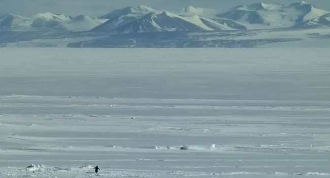 &ldquo;Nihilist pinqvin&rdquo;... Sosial medianın yaratdığı bir mif illərlə davam edən m&uuml;zakirələrin mərkəzinə &ccedil;evrilir