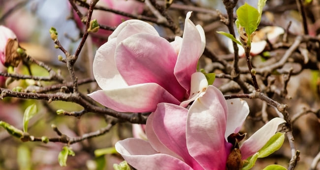 Həm faydalı, həm zərərli... "Magnoliopsida" yerli bitki n&ouml;vlərini sıxışdırıb, ekoloji tarazlığı poza bilir - Video