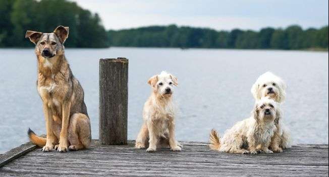 Stray Dogs Plague Baku: A Growing Threat to Public Safety