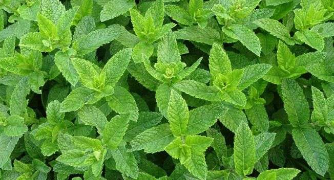 Pennyroyal Power: Ancient Herb’s Healing Secrets Revealed