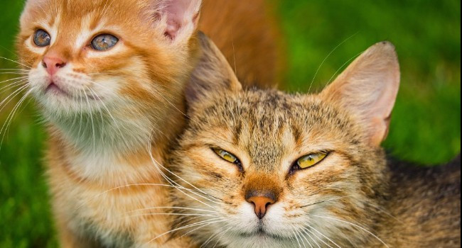 The Genetics Behind Cat Colors and Patterns: They are as unique as the cats themselves