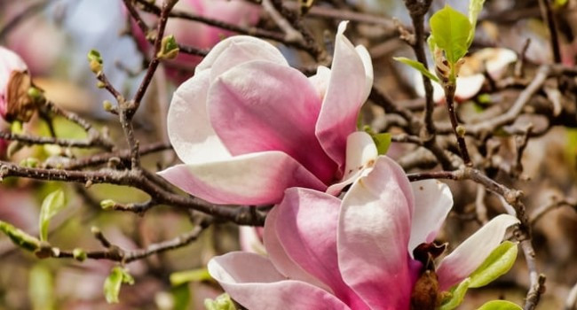Həm faydalı, həm zərərli... "Magnoliopsida" yerli bitki növlərini sıxışdırıb, ekoloji tarazlığı poza bilir - Video